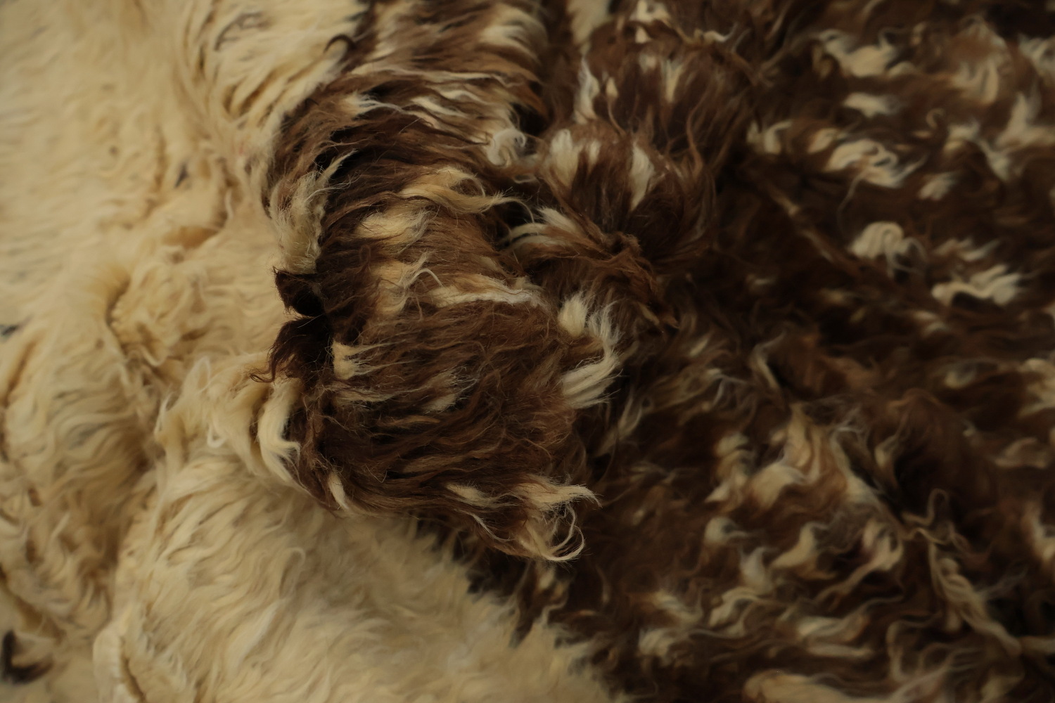 Natural Toned Moroccan Area Rug 7x10 with a Central Diamond Highlight