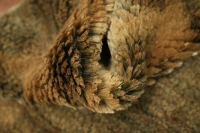 https://image-static-obj.rugsource.com/small/107249_3388130_bc8e9aa2.jpeg