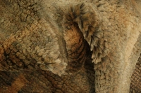 https://image-static-obj.rugsource.com/small/107541_3431201_0f34f968.jpeg