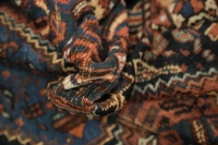 https://image-static-obj.rugsource.com/small/169030_3340461_9736264a.jpeg