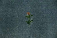 https://image-static-obj.rugsource.com/small/170377_3451247_13589b8d.jpeg