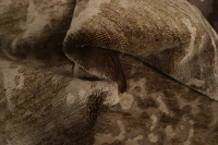 https://image-static-obj.rugsource.com/small/170614_3453127_2bdb518f.jpeg