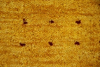 https://image-static-obj.rugsource.com/small/171024_3461585_181d3bf6.jpeg