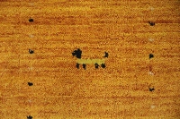 https://image-static-obj.rugsource.com/small/171085_3466500_3ed0cb35.jpeg