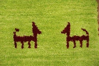 https://image-static-obj.rugsource.com/small/171206_3465117_b713ac69.jpeg