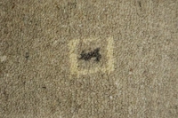 https://image-static-obj.rugsource.com/small/172154_3486268_3b470628.jpeg