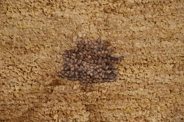 https://image-static-obj.rugsource.com/small/107429_2130564_a531dc04.jpeg